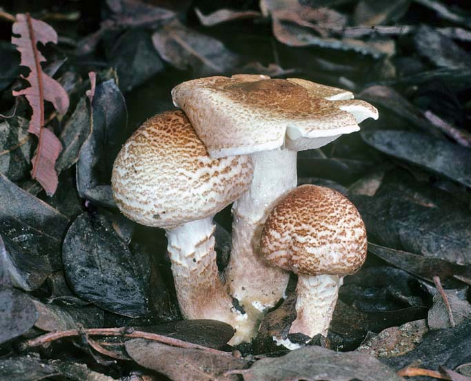 Lepiota josserandii